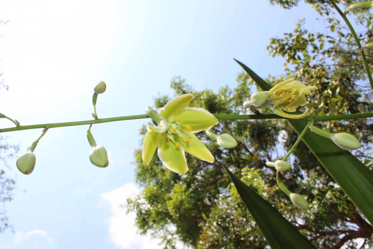 Furcraea foetida (L.) Haw.